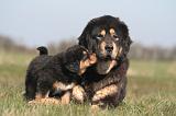 DOGUE DU TIBET 534
